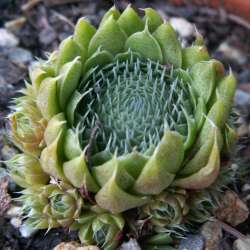 Orostachys - Sternwurz